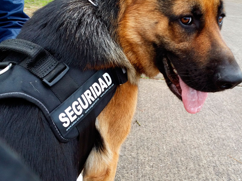 Seguridad Canina